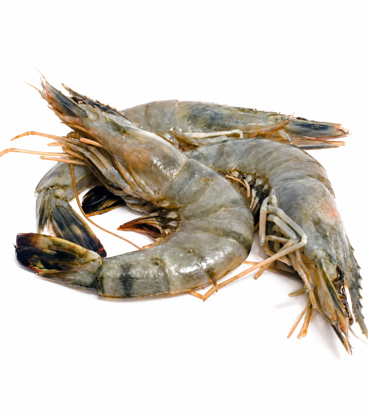 Shrimps H/On Black Tiger