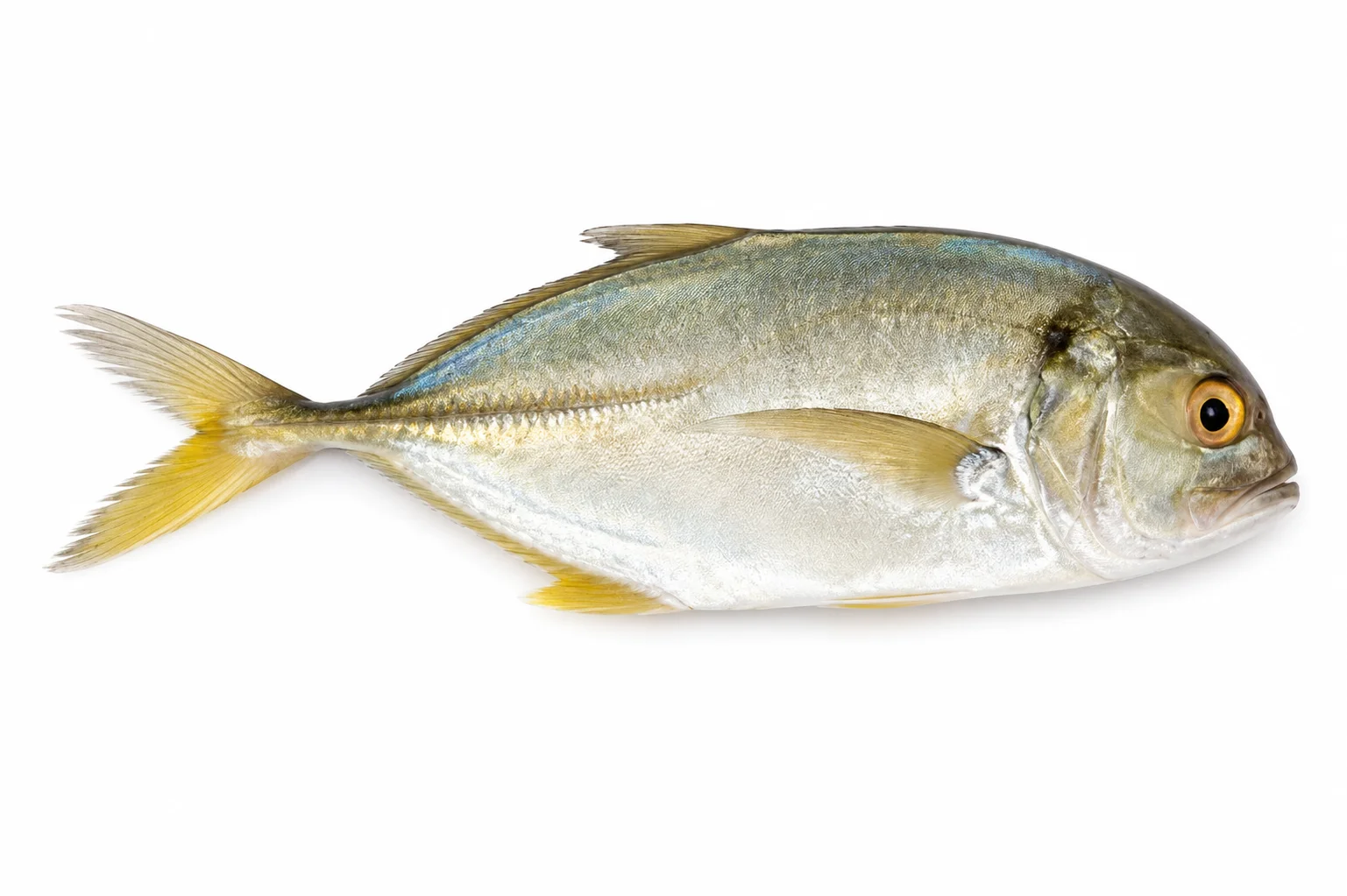 Malabar Trevally
