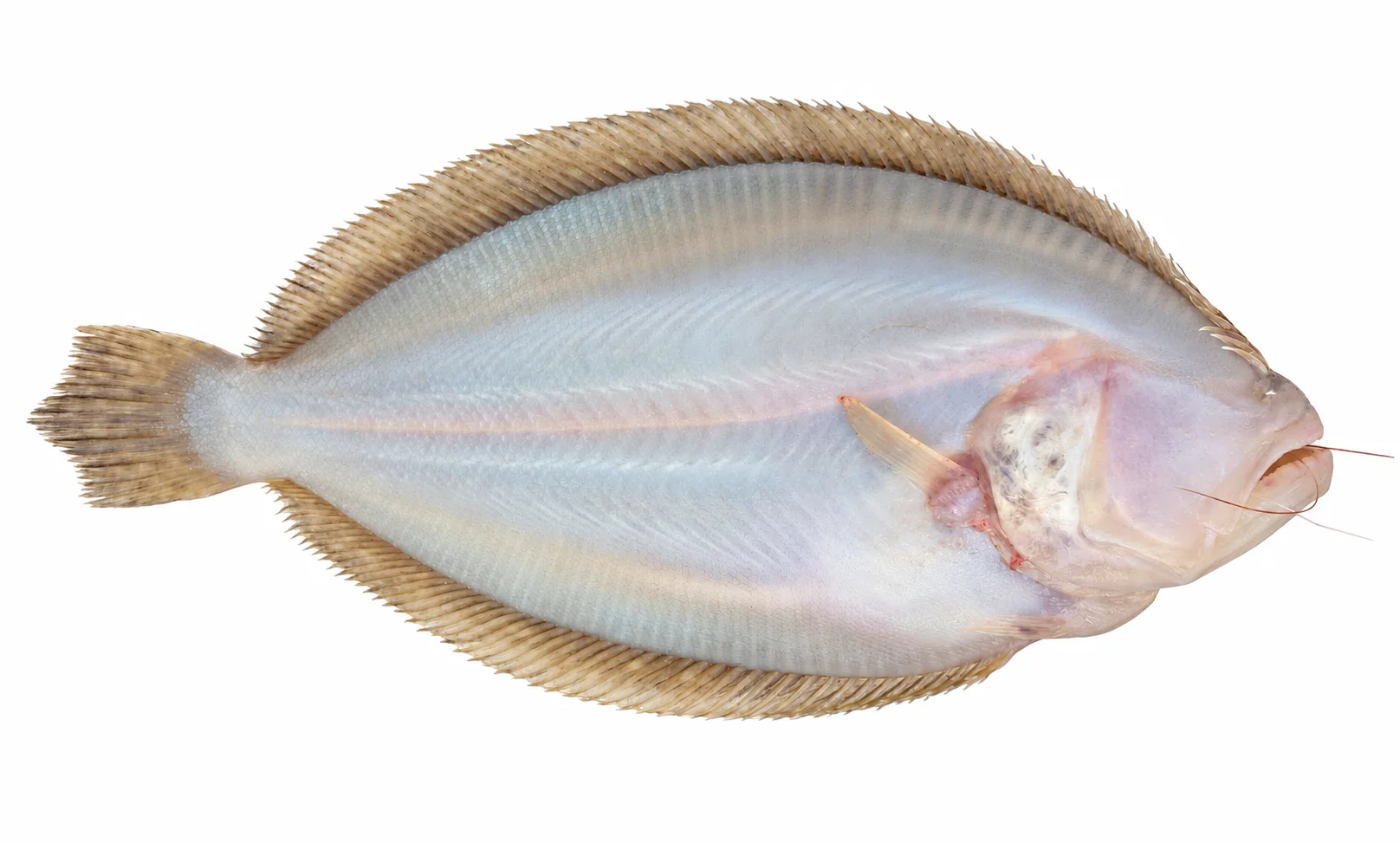 Large-toothed Flounder