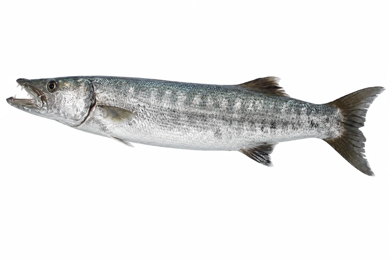 Giant Barracuda