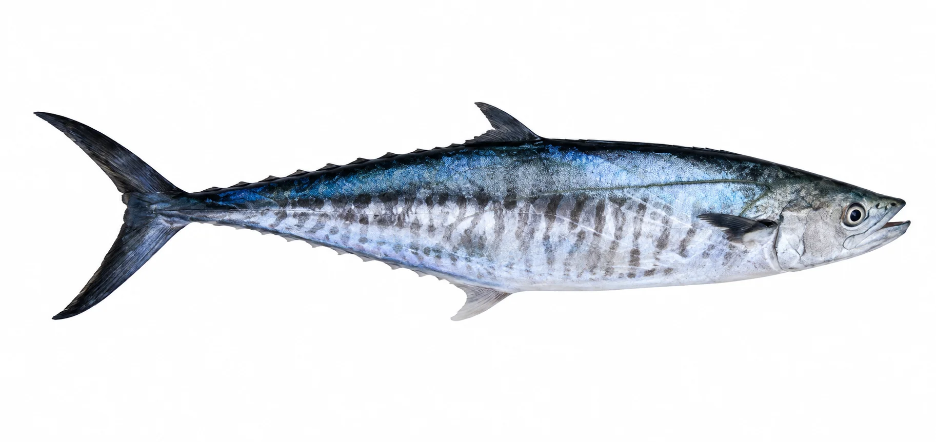 King Mackerel (Spotted Seerfish)
