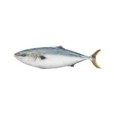 Dark-banded Yellowtail