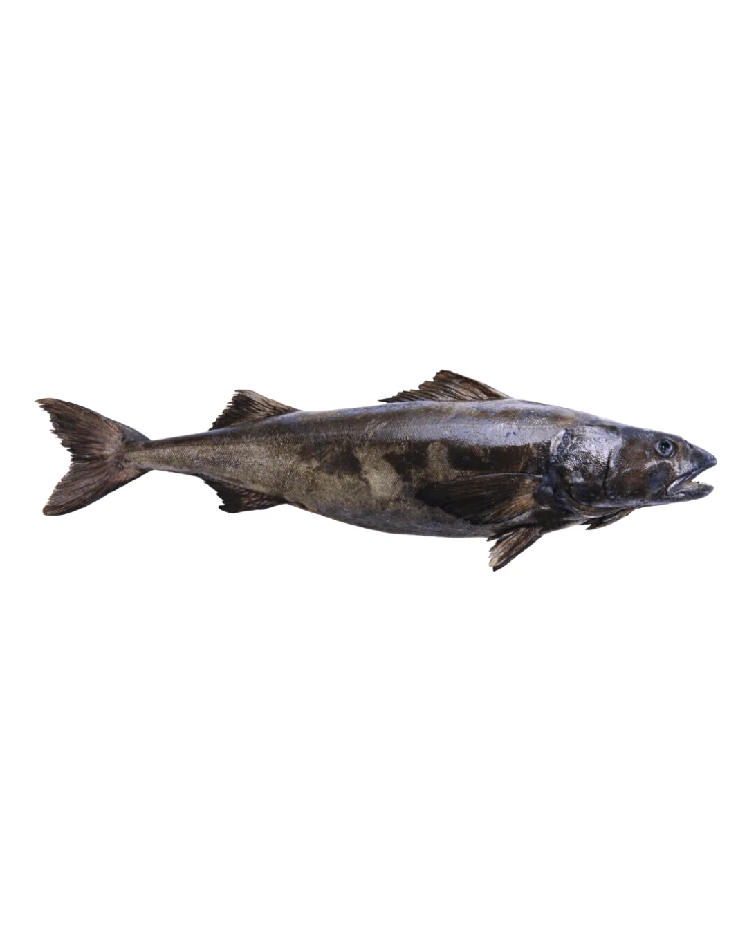 Black Cod
