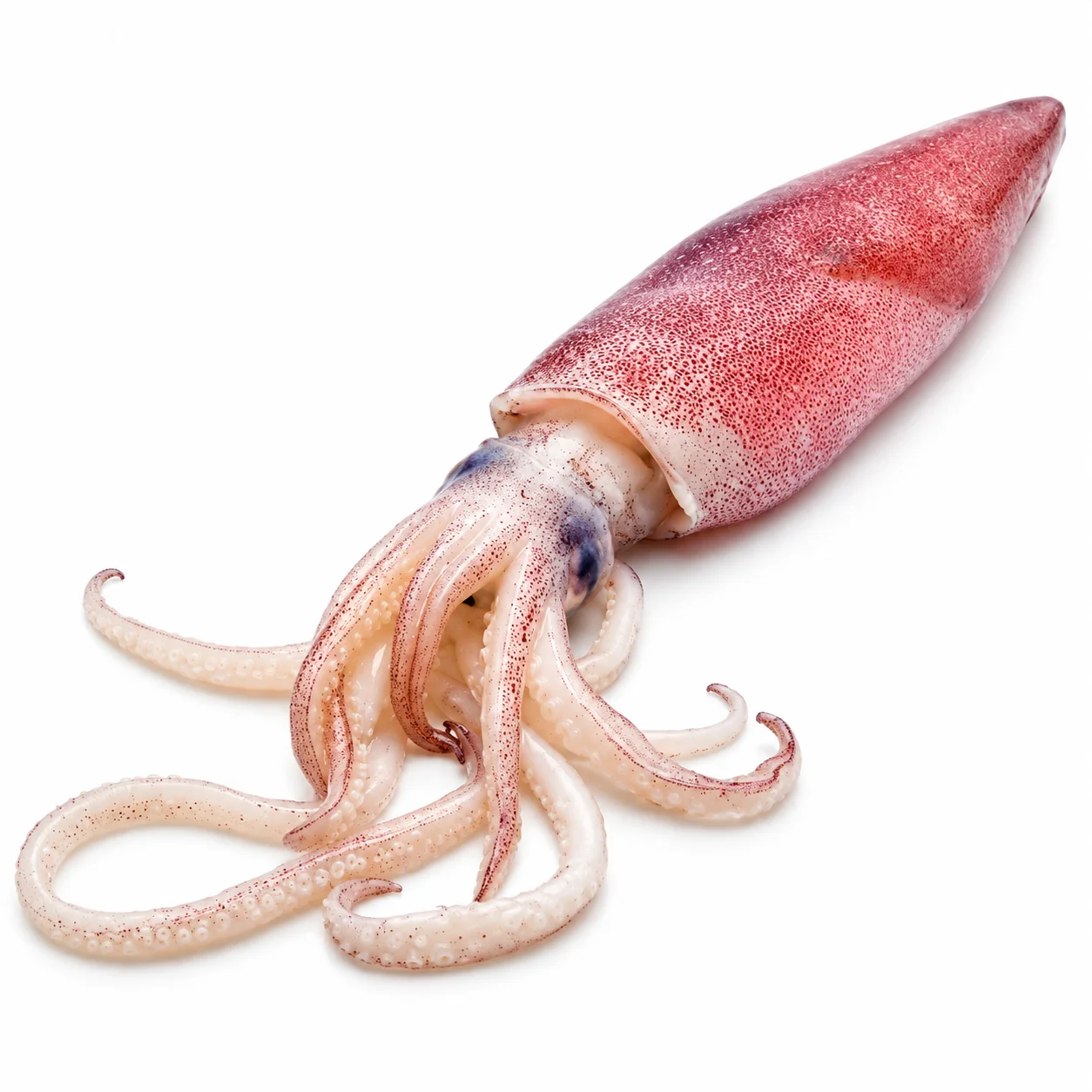 Cuttlefish