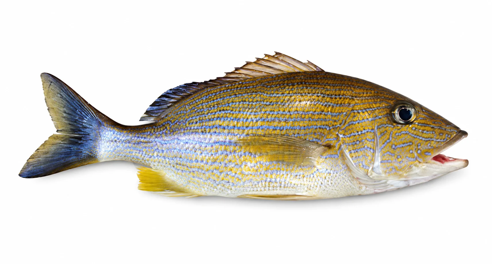 Blue-cheeked Grunt