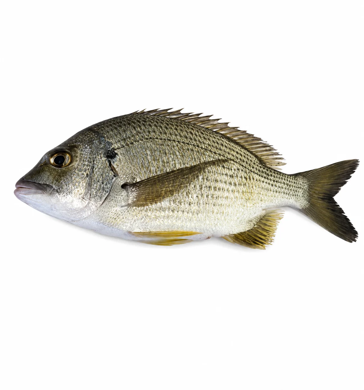 Barred Silvery Seabream