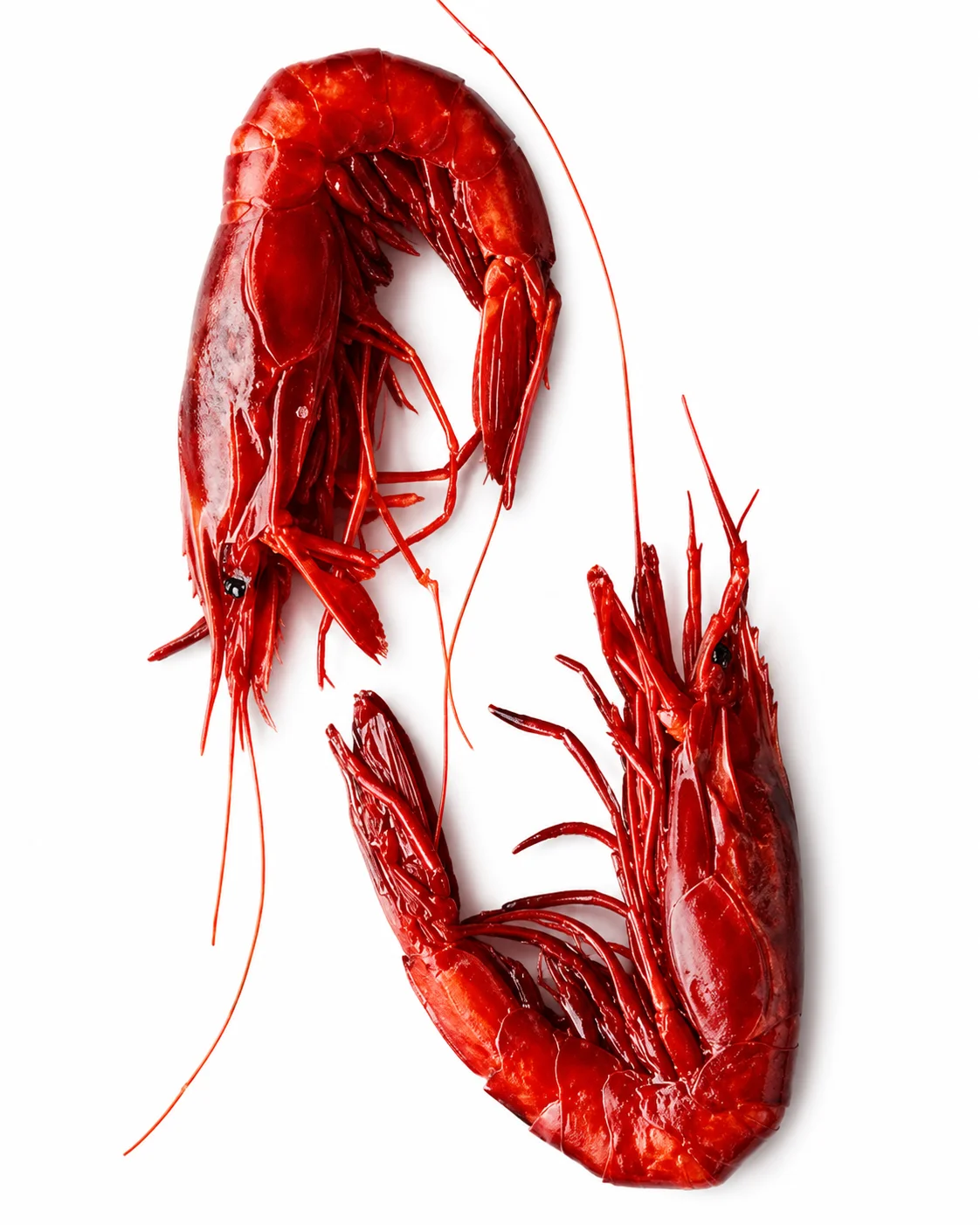 Red Carabinero Shrimps