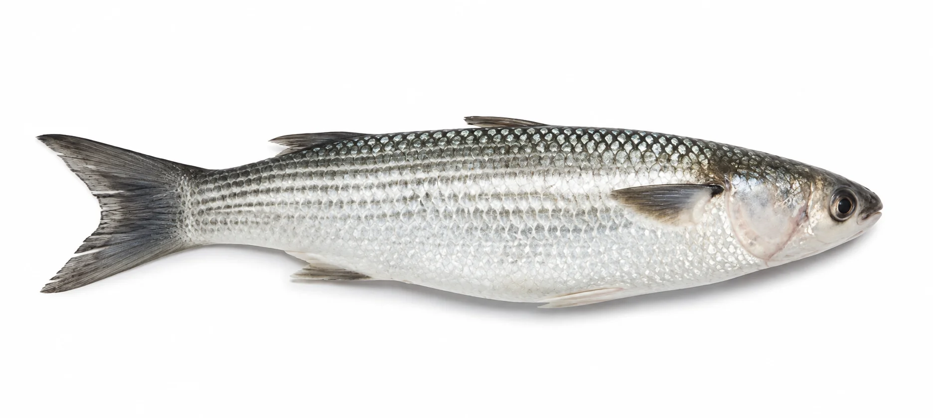 Mullet
