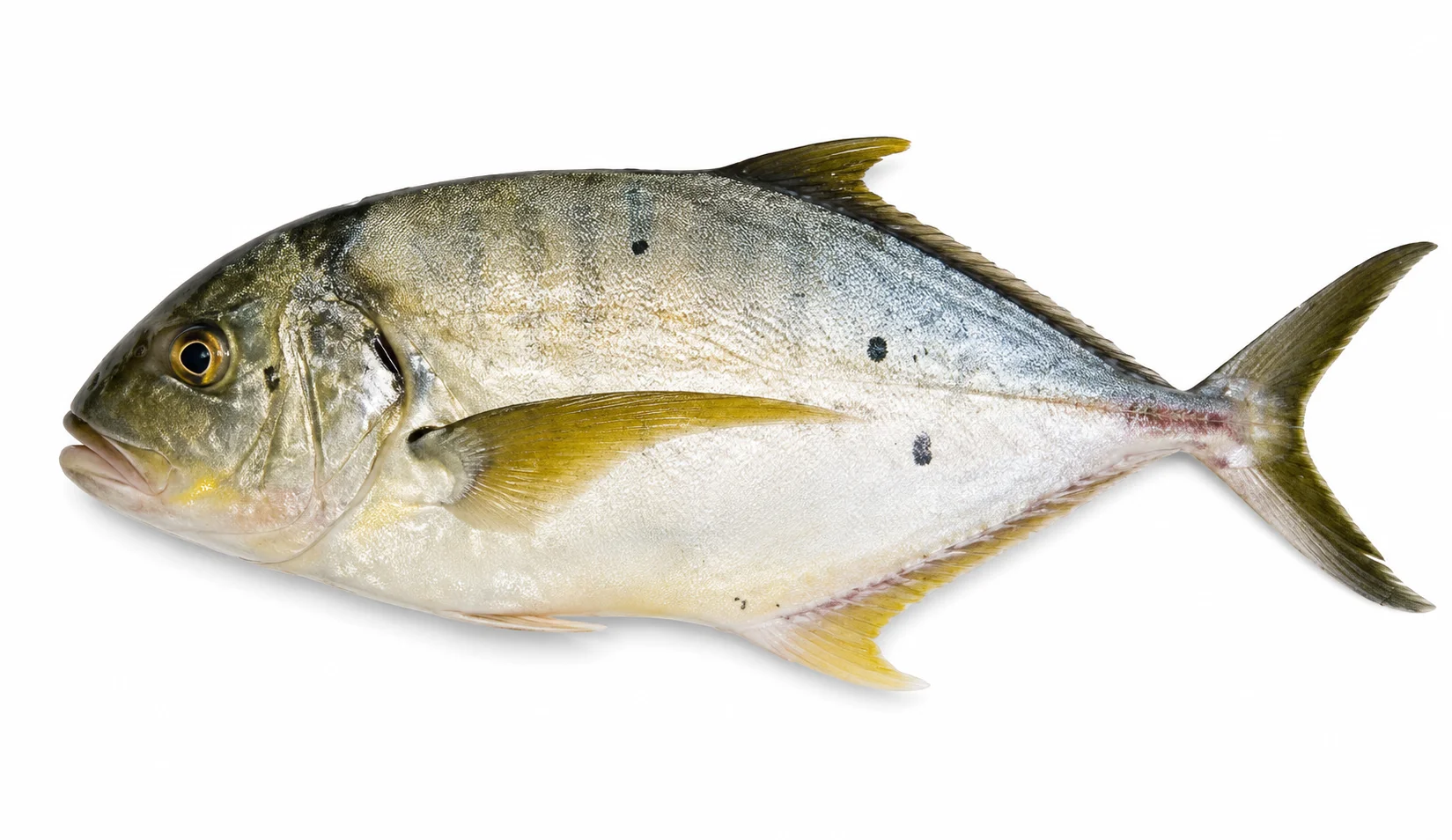 Golden Trevally
