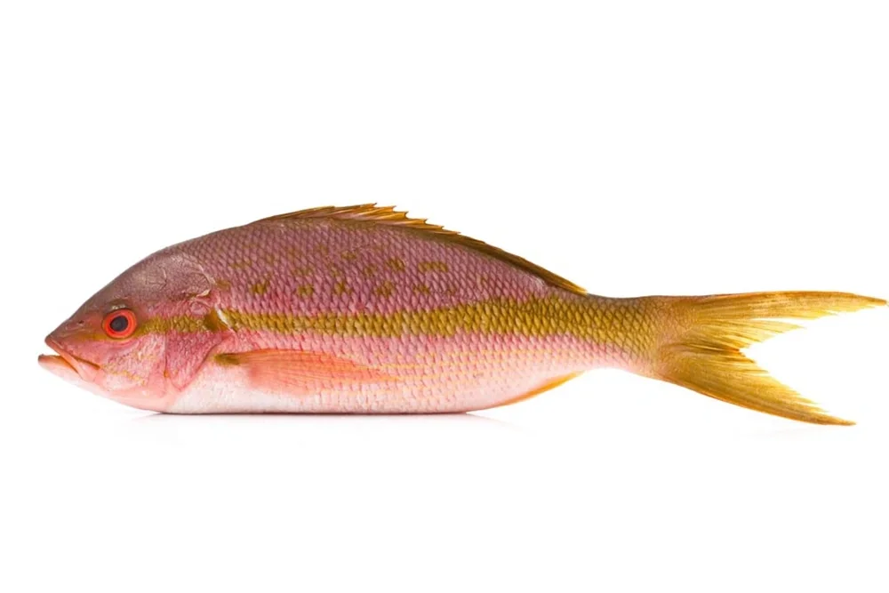 Yellowtail Whole