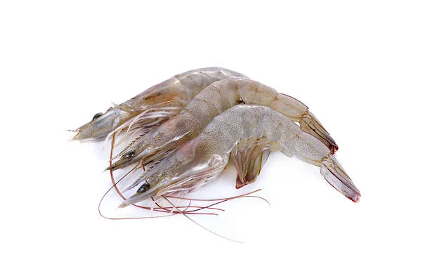 Shrimps H/On White
