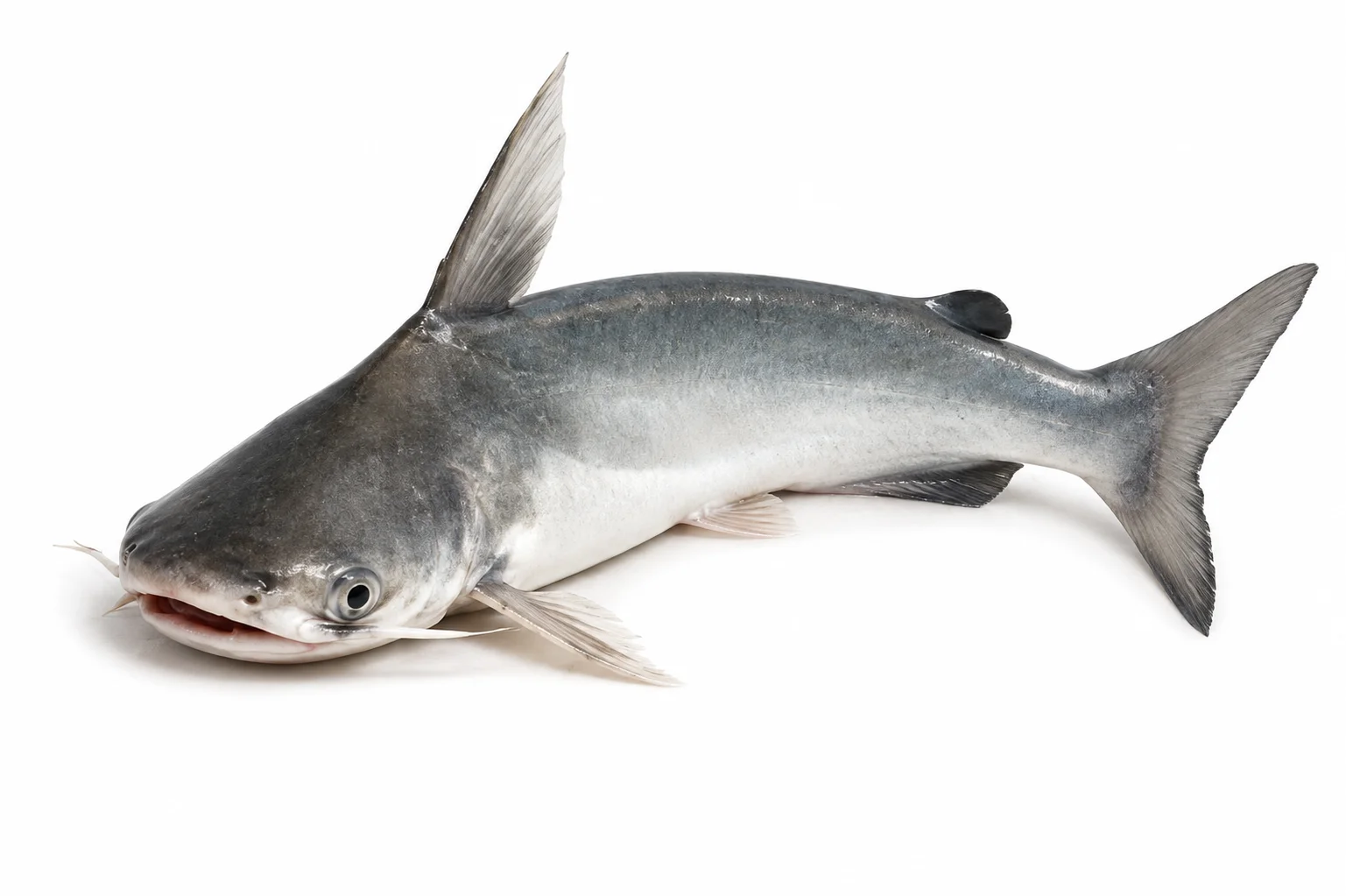Giant Sea Catfish