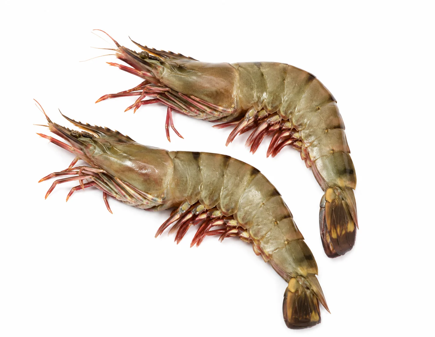 Shrimps H/On Sea Tiger