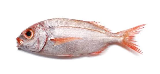 One-spot Seabream