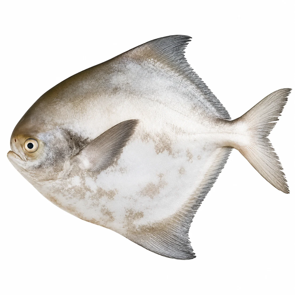 White / Silver Pomfret Whole