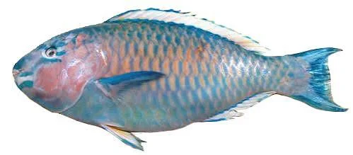 Parrot Fish Whole