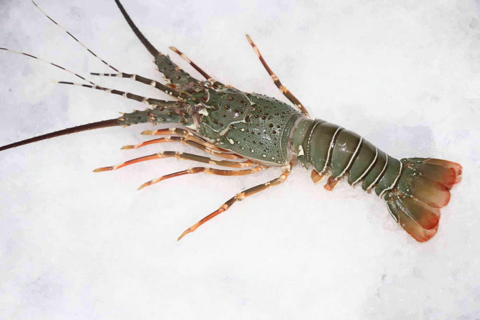 Lobster Whole