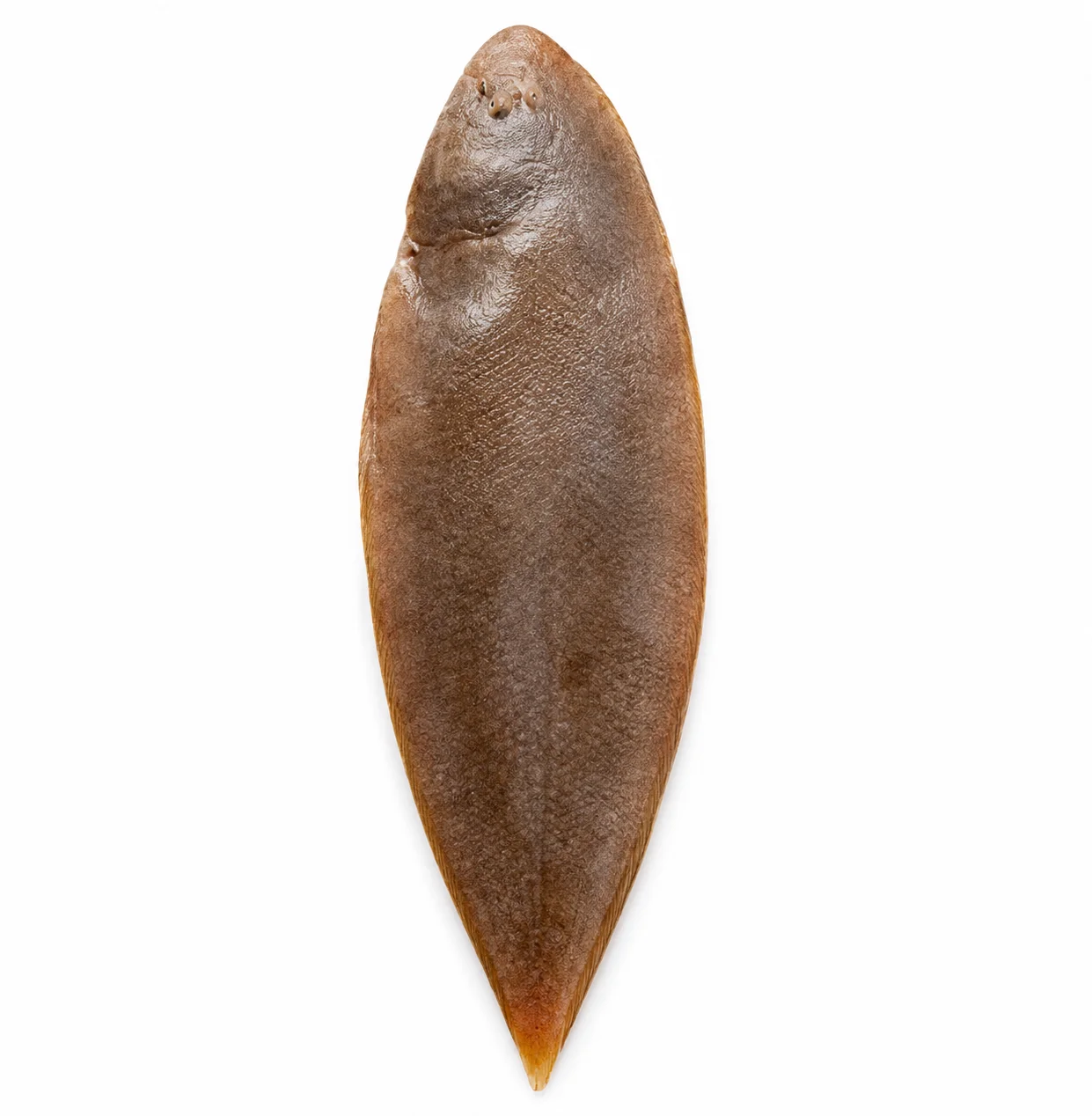 Large-toothed Tongue Sole