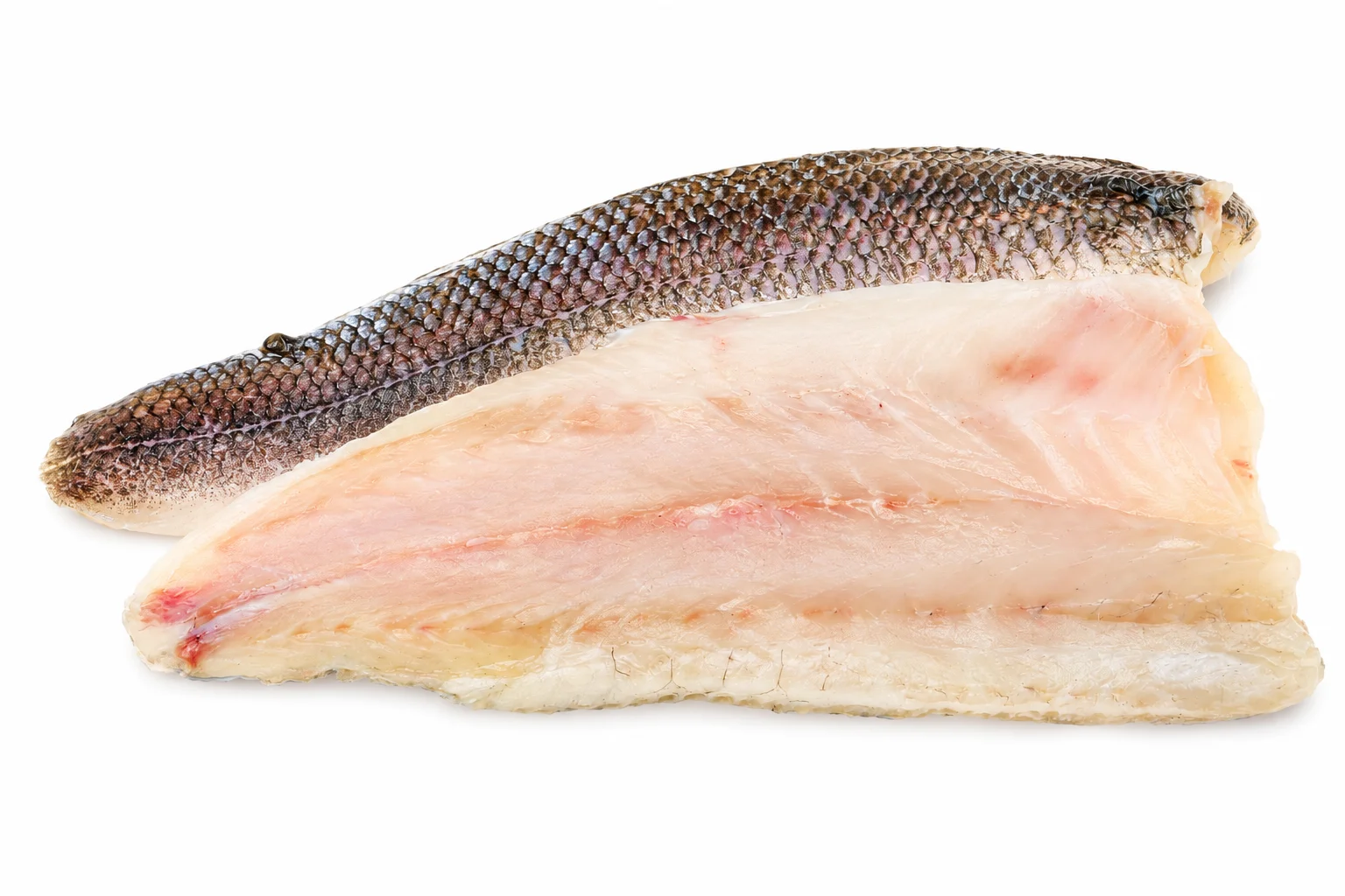 Whitefish Fillet