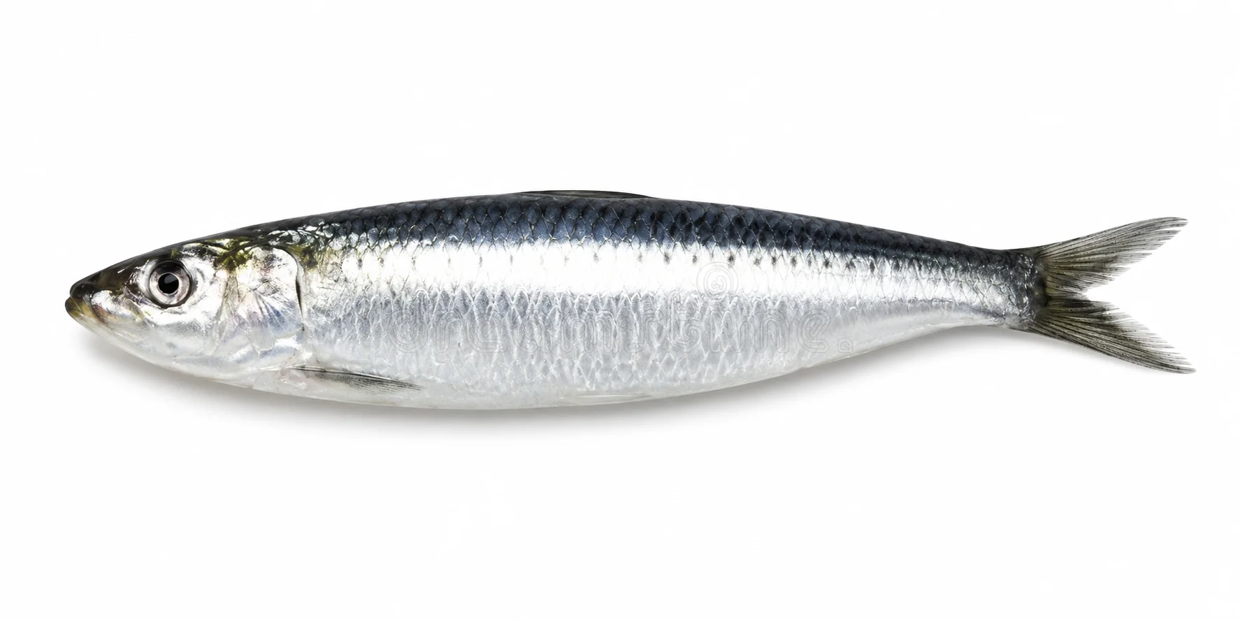 Sardine