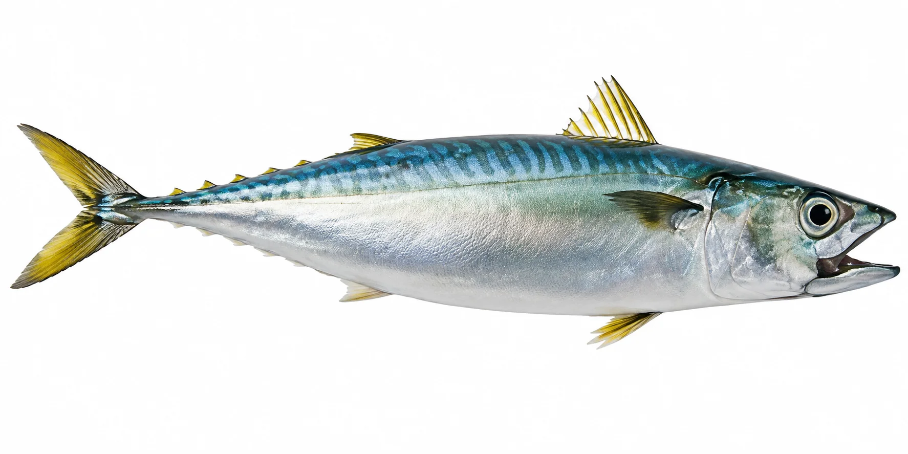 Atlantic Mackerel Whole