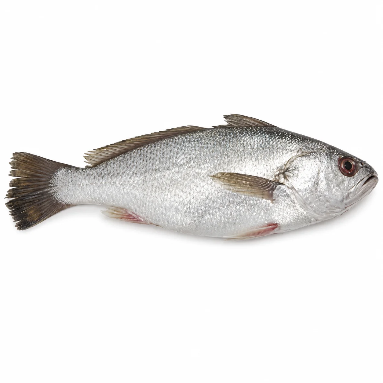 Silvery croaker