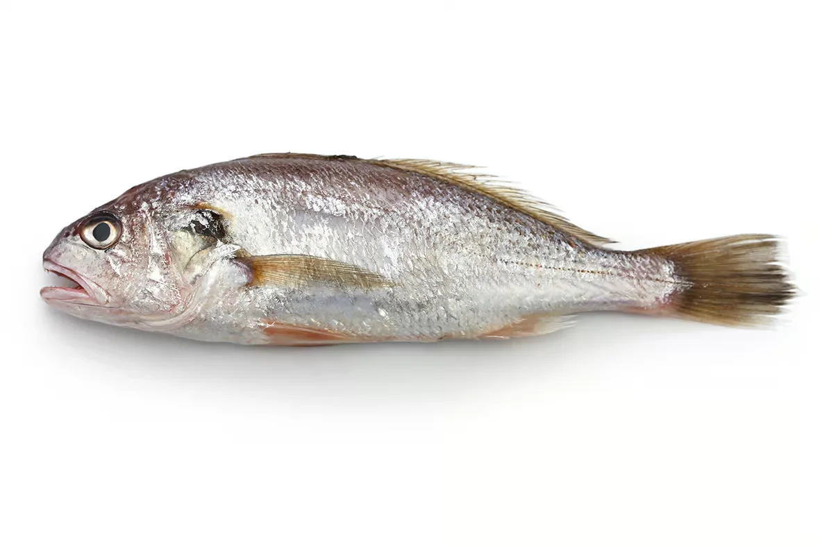 Croaker