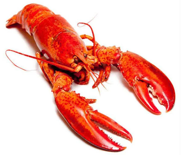 Canadian Lobster Whole