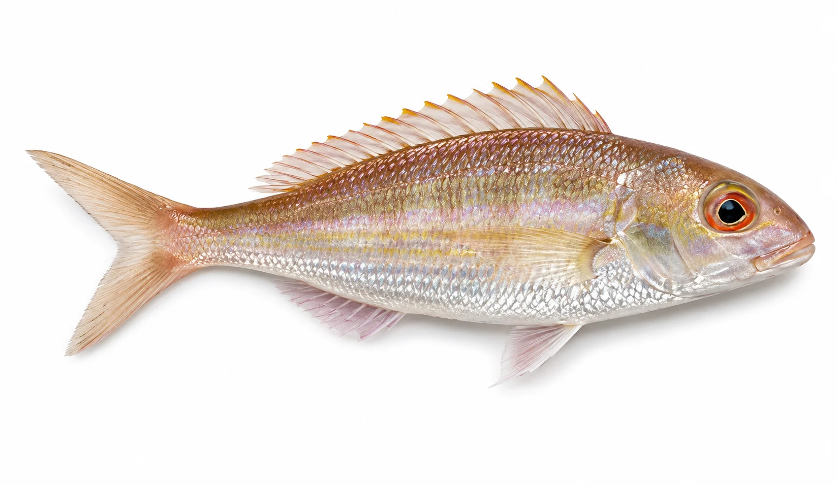 Notched Threadfin Bream