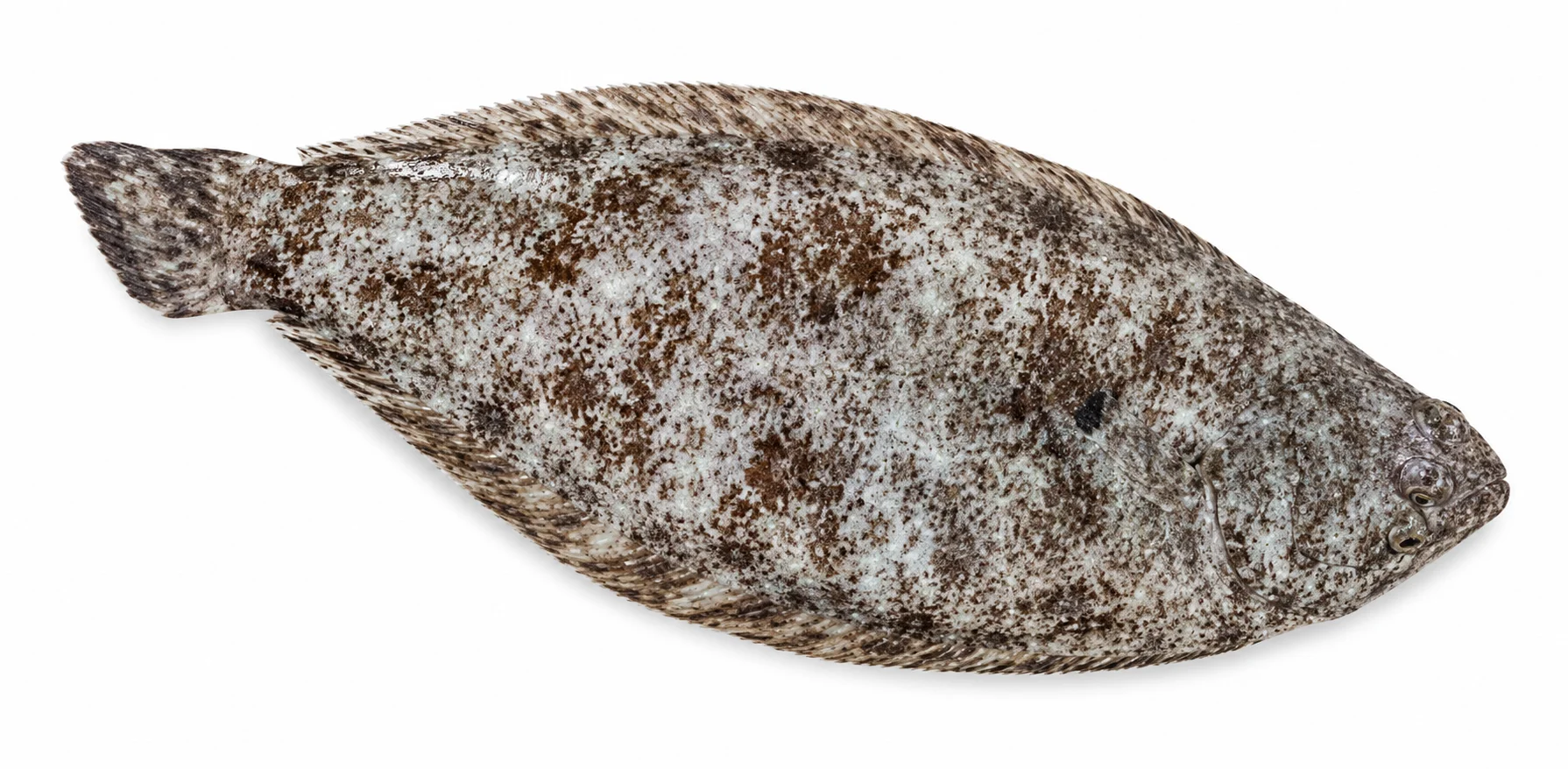 Oriental Sole
