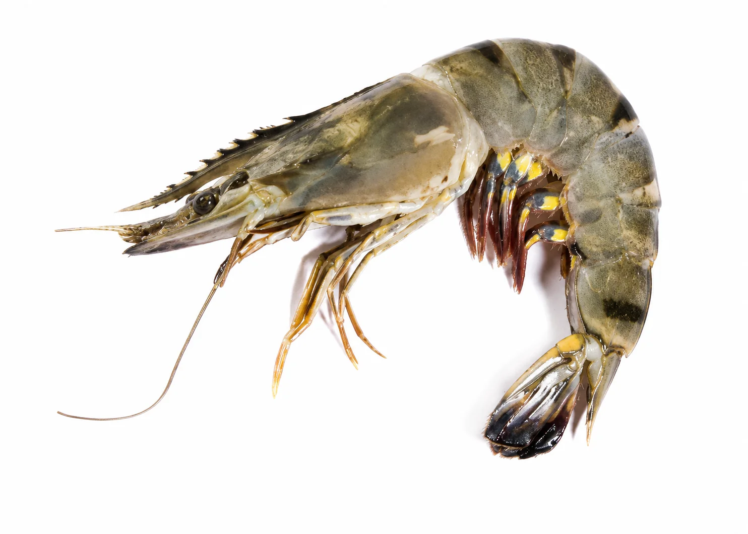 Green Tiger Prawn