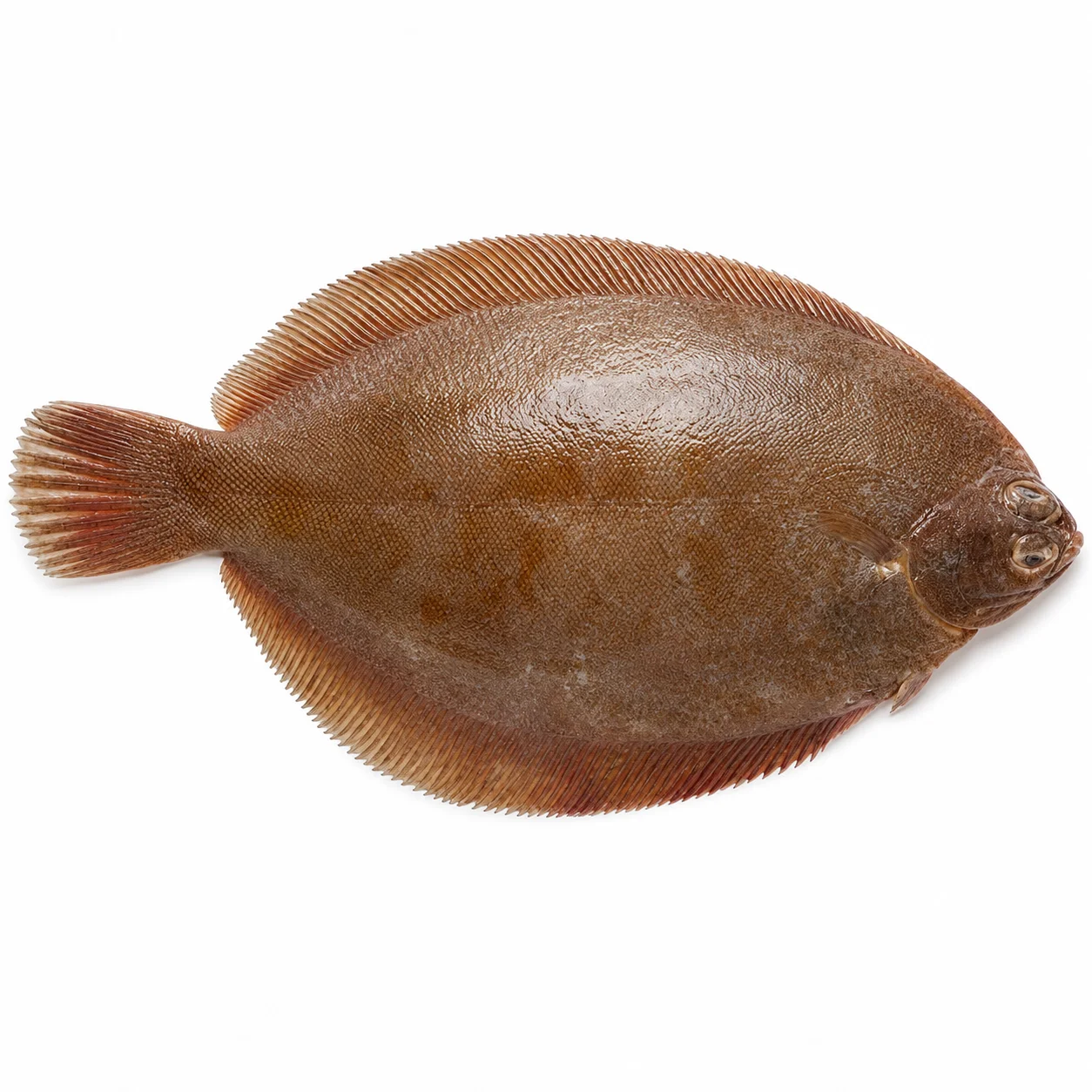 Lemon Sole