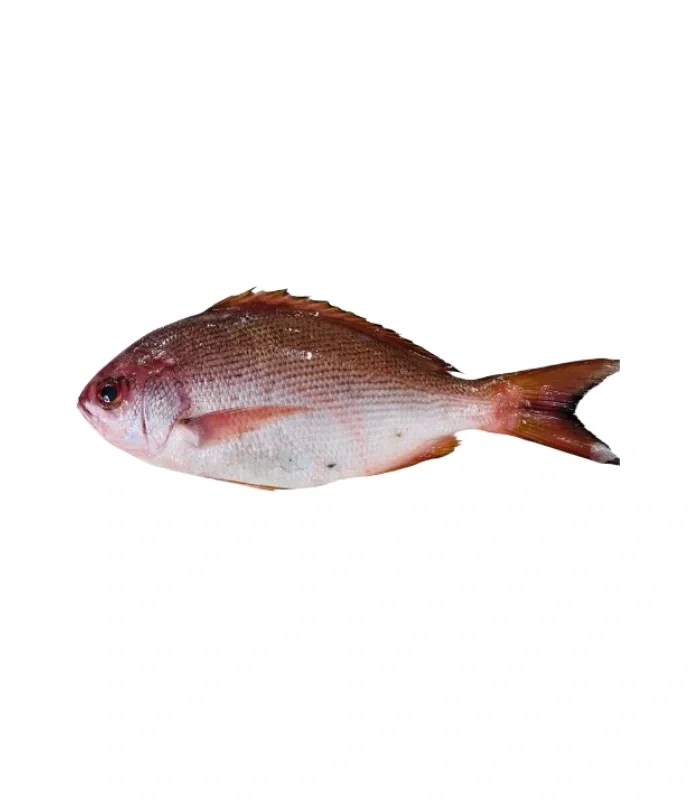 Pinjalo snapper