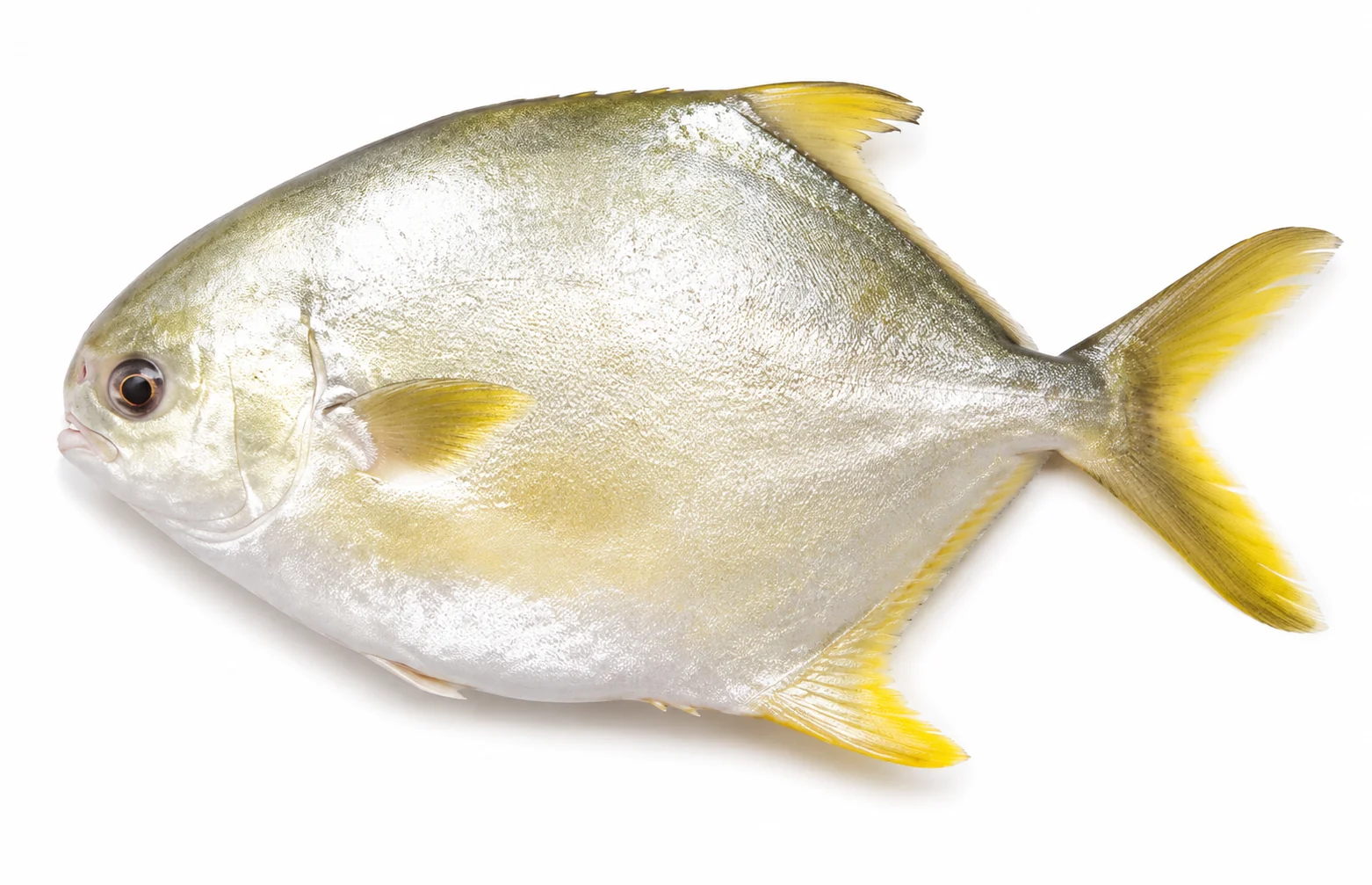 Pompano