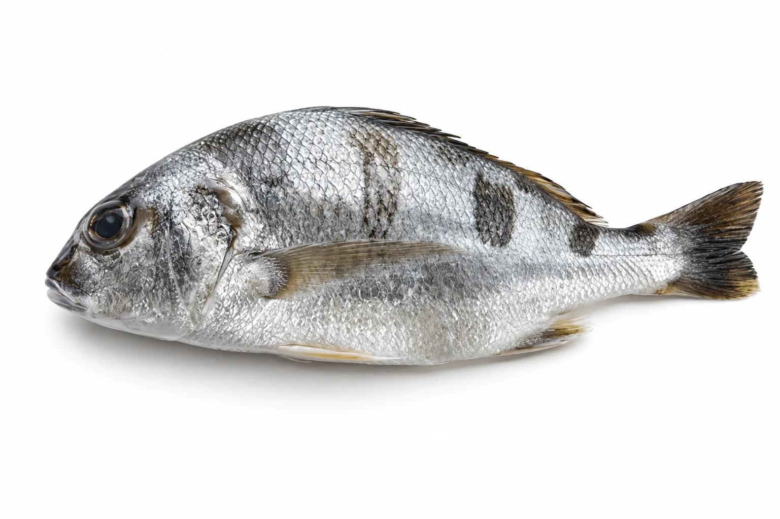 Silvery grunt