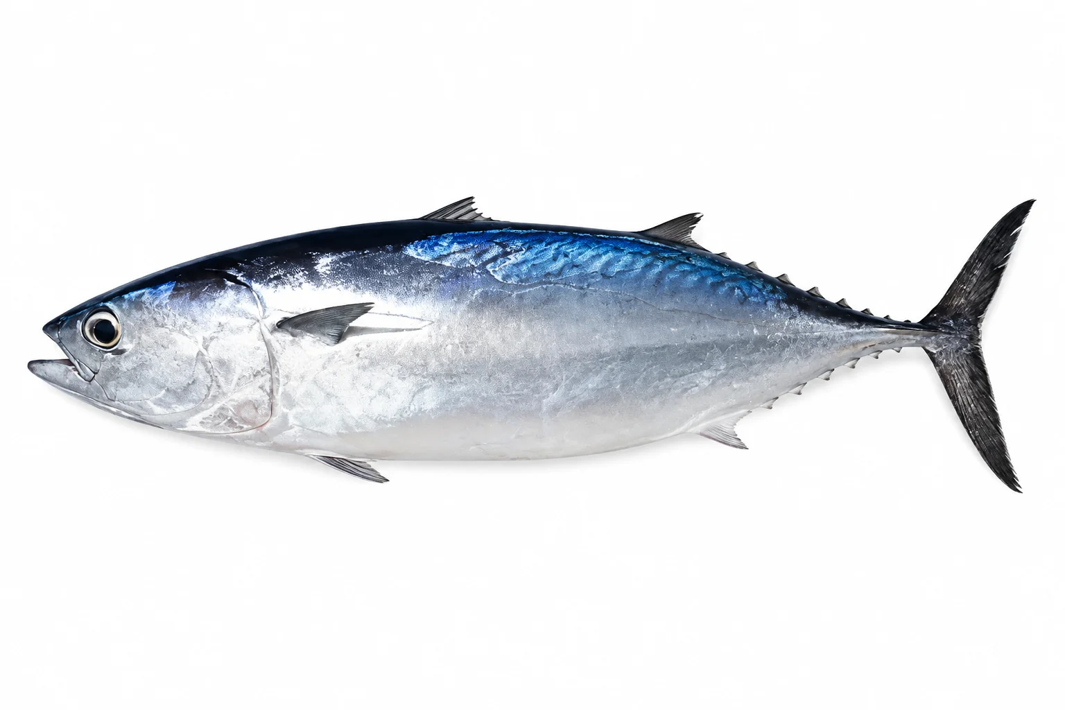 Frigate Mackerel