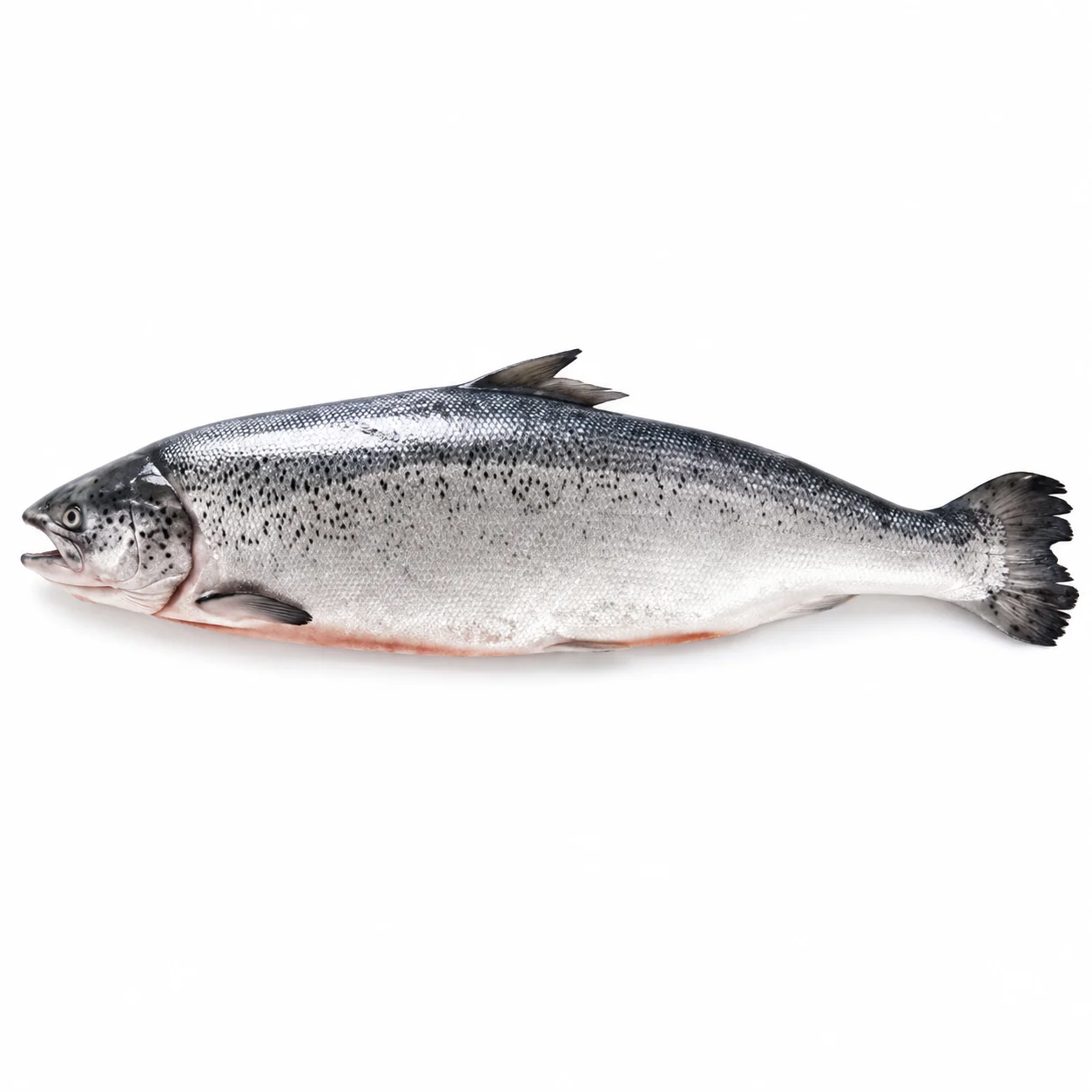 Salmon Whole