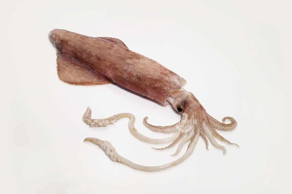 Squid Whole