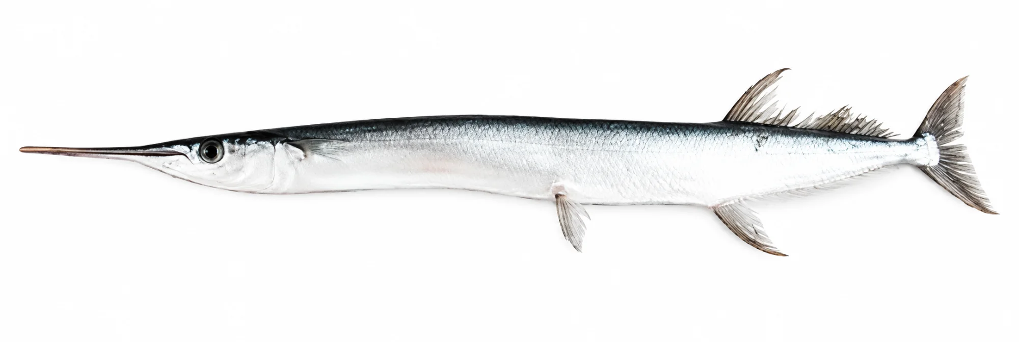 Needlefish