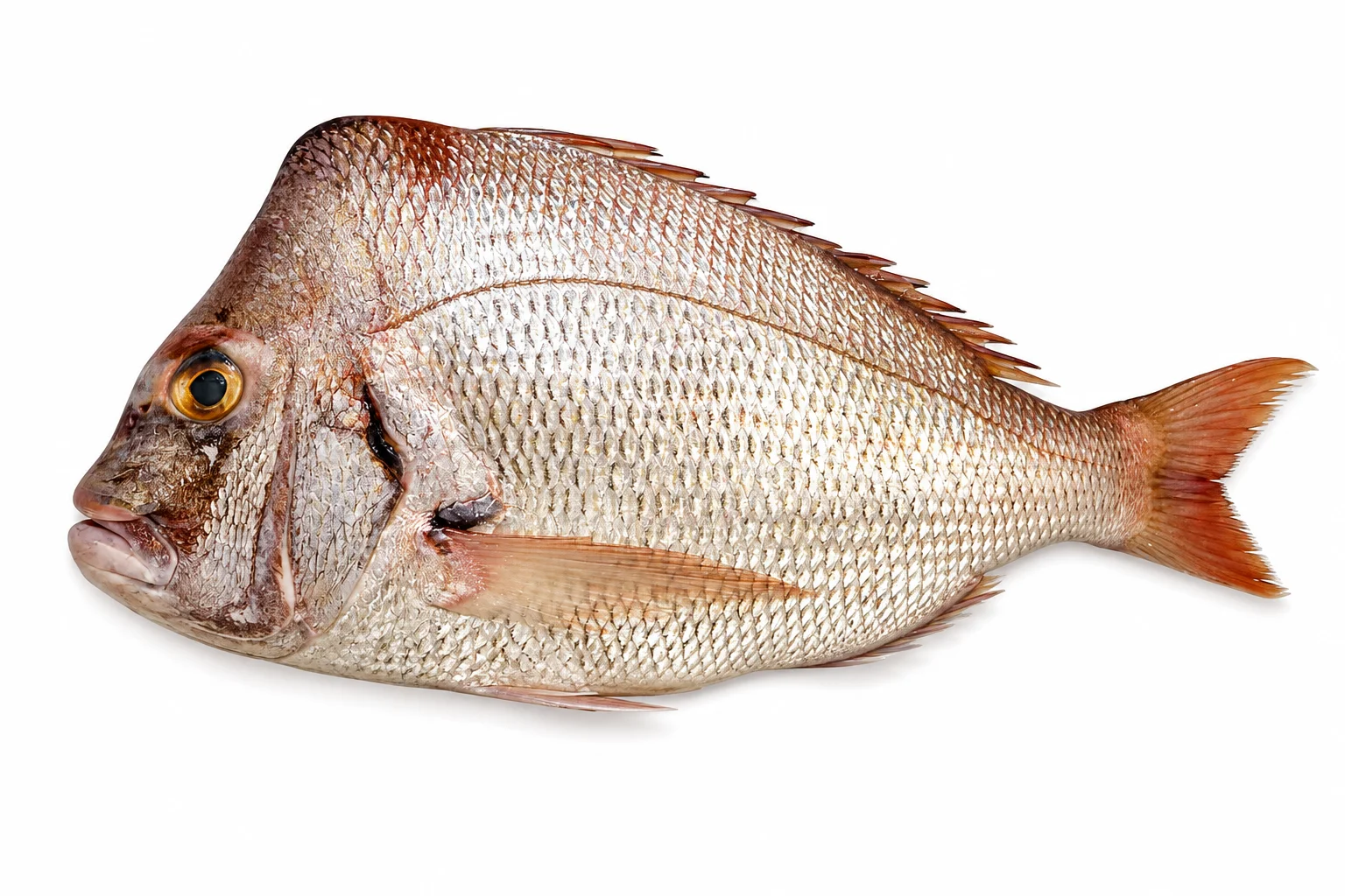 Koffer Whole