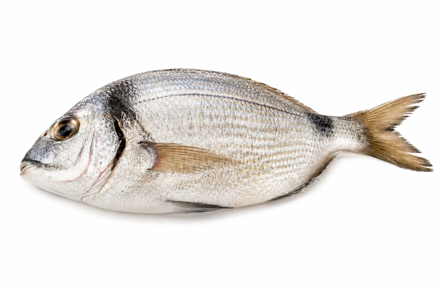 Two-banded Seabream