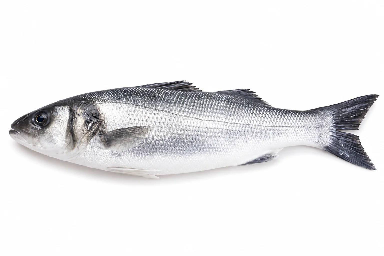 Seabass Wild