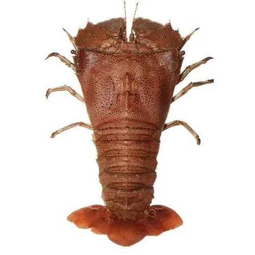 Sand Lobster Whole