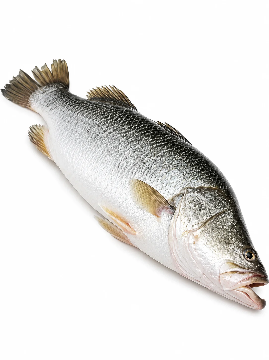 Barramundi Whole