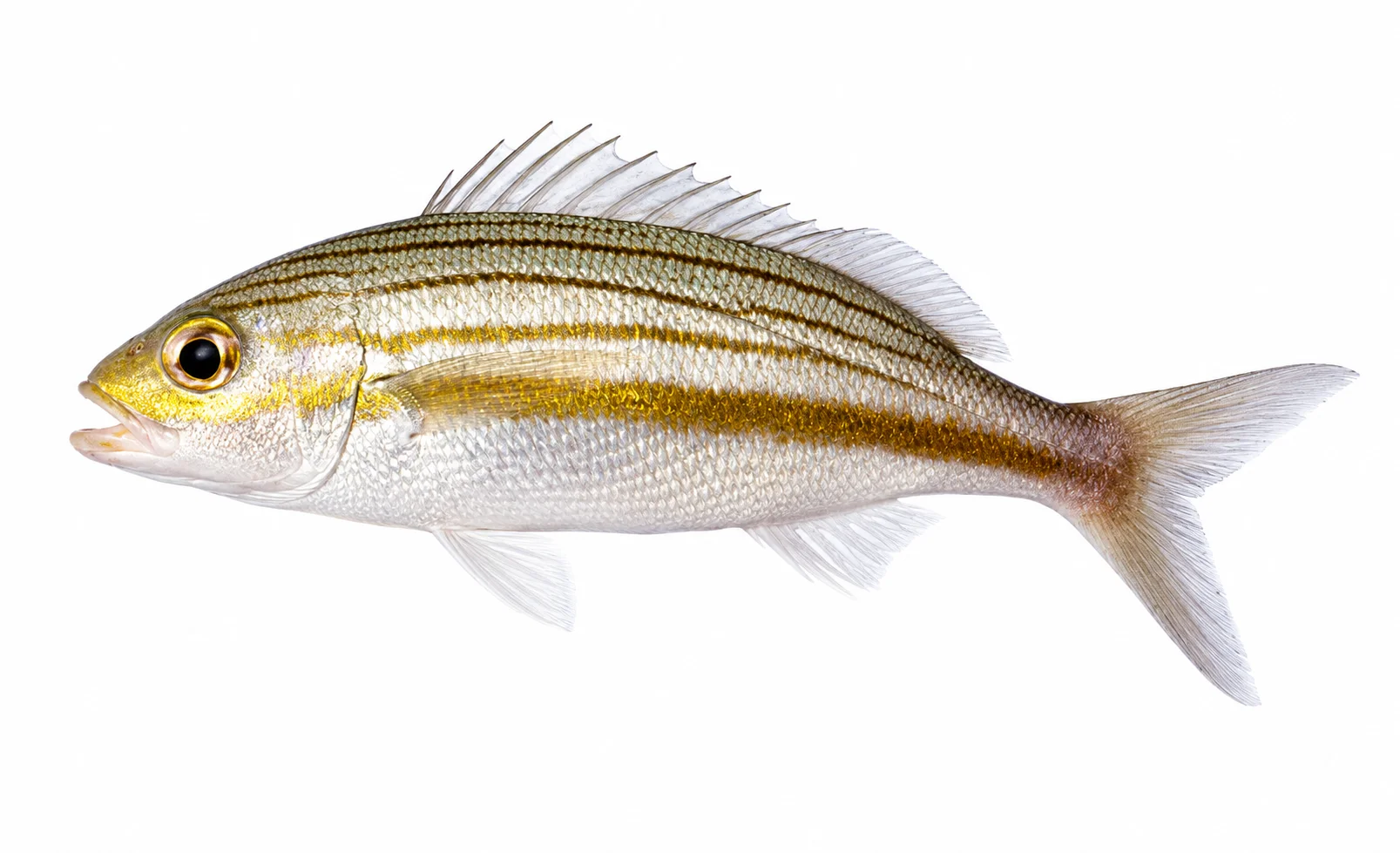 Striped Grunt