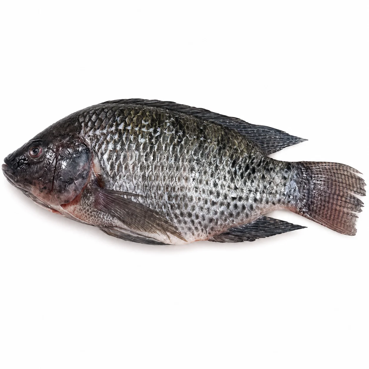 Tilapia Whole