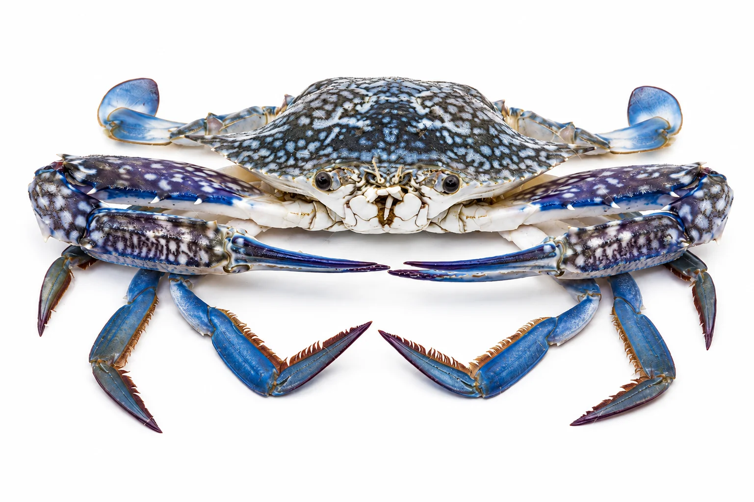 Blue Swimming Crab