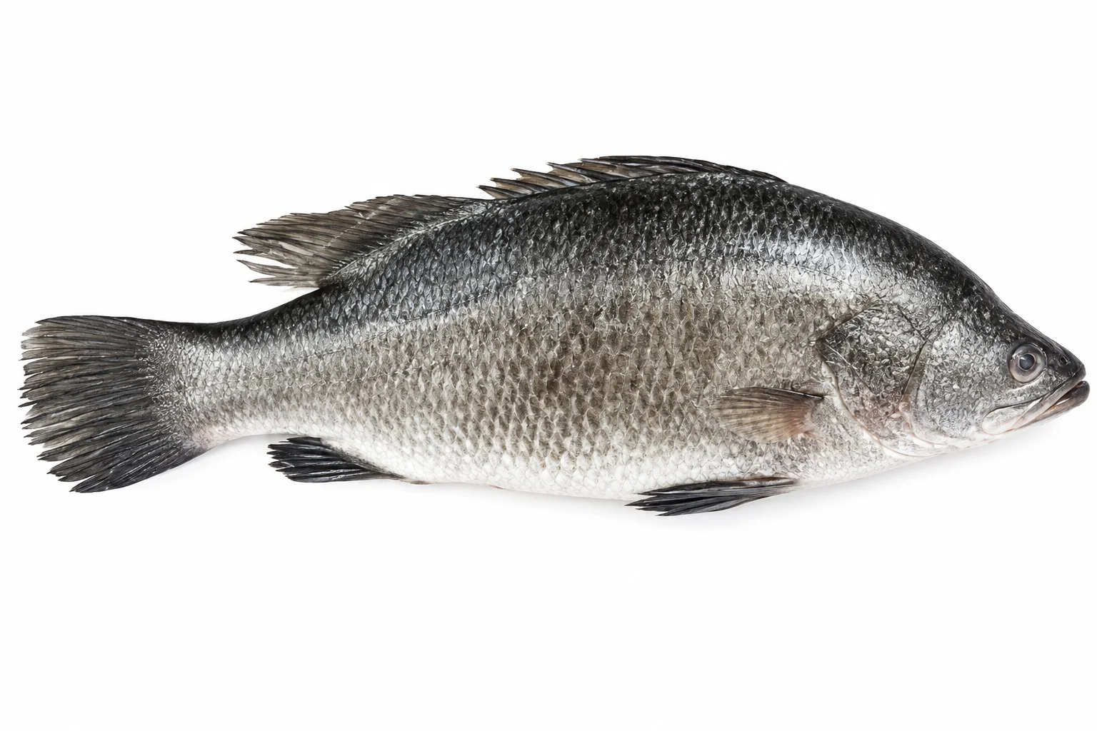 Seabass Whole Round