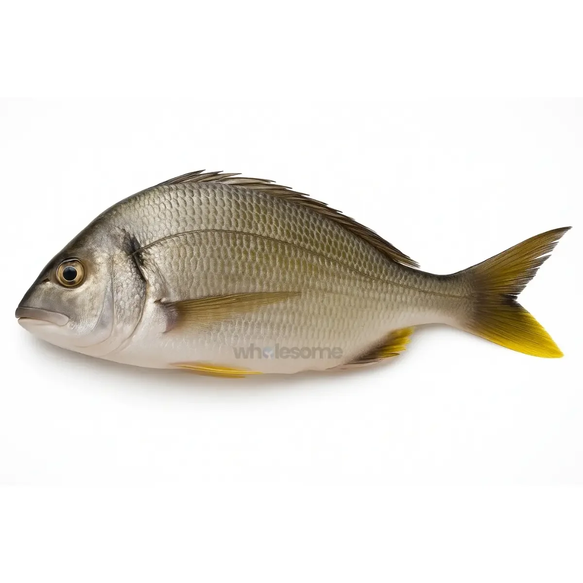 Yellow-finned Black Seabream