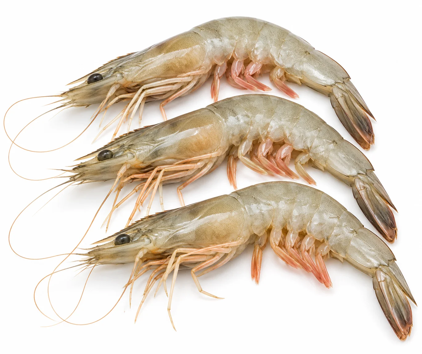 Jinga Shrimp
